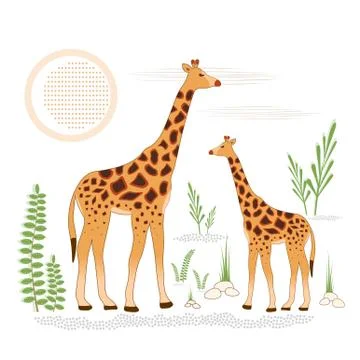 Vector illustration of two giraffes in the wild among plants under the sun. Stock Illustration