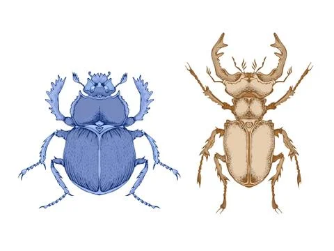 Vector illustration with two insects: stag beetle and scarab Stock Illustration