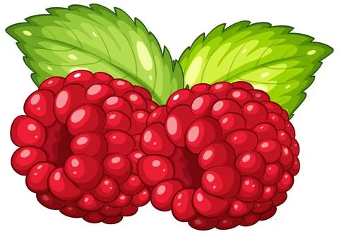 Vector Illustration of Two Red Raspberries with Green Mint Leaves Stock Illustration