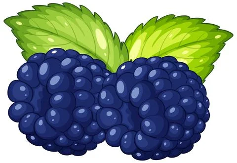 Vector Illustration of Two Ripe Blackberries with Green Mint Leaves 스톡 일러스트