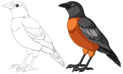 Vector Illustration of Two Stages of Bird Drawing Stock Illustration