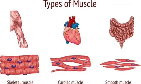 Vector illustration of a Types of Muscle Stock Illustration