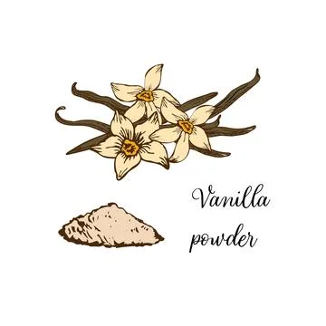 Vector illustration of vanilla flower and sticks in elegant line art. Illustrazione stock