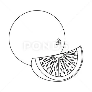 Vector illustration of vegetable and fruit logo. Collection of vegetable and Stock Illustration