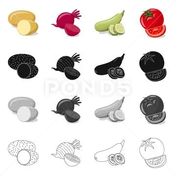 Vector illustration of vegetable and fruit logo. Collection of vegetable and Stock Illustration