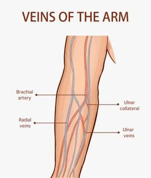 Vector illustration of a veins of the arm Stock Illustration