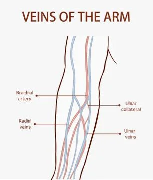 Vector illustration of a veins of the arm Stock Illustration