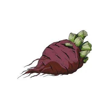 Vector illustration of a vibrant red beetroot on a white background Stock Illustration