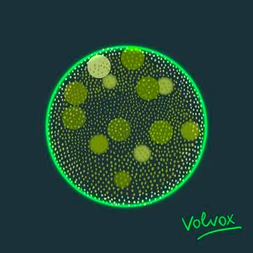 Vector illustration of Volvox green algae Stock Illustration