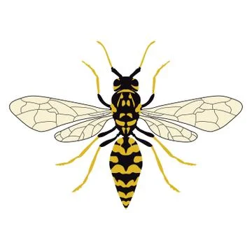Vector illustration of a wasp. Top view Stock Illustration