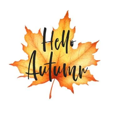 Vector illustration with watercolor maple leaf and hand drawn lettering Hello Stock Illustration