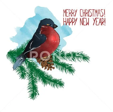 Vector illustration in watercolor style. Bullfinch on a spruce branch with a Stock Illustration