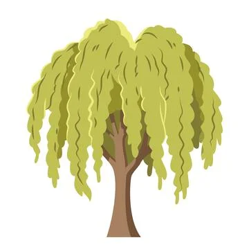 Vector illustration of a weeping willow tree in cartoon style isolated on w.. Stock Illustration