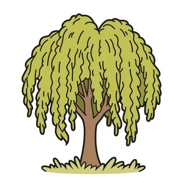 Vector illustration of a weeping willow tree in a cartoon, outlined style, .. Stock Illustration