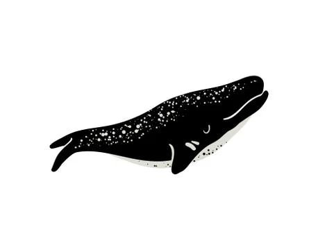 Vector illustration of whale. Stock Illustration