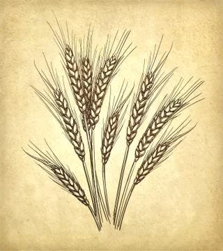Vector illustration of wheat Stock-Illustration
