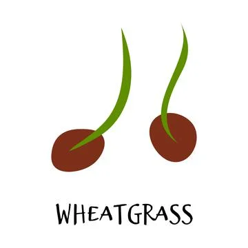 Vector illustration of wheatgrass in hand drawn flat style. Stock Illustration