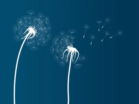 Vector illustration of white dandelion  silhouettes on blue background Stock Illustration