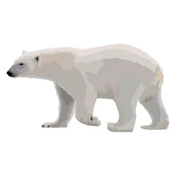 Vector Illustration white polar bear wild animal. Stock Illustration