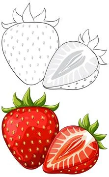 Vector Illustration of Whole and Sliced Strawberries with Line Art Version 스톡 일러스트