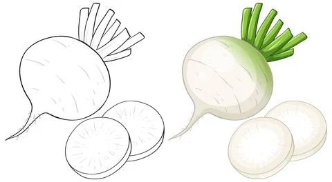 Vector Illustration of Whole and Sliced White Radish Root Vegetables Stock Illustration
