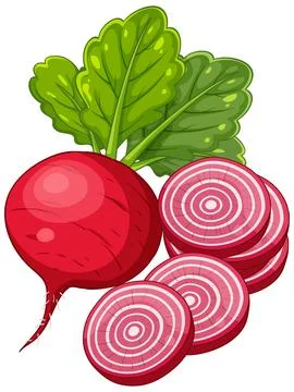 Vector Illustration of a Whole Beetroot with Sliced Rounds and Leaves Stock Illustration