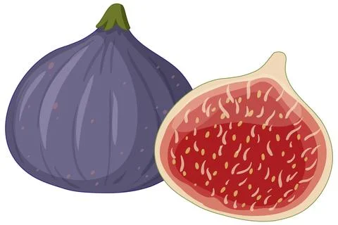 Vector Illustration of a Whole Purple Fig and Sliced Half 库存插图