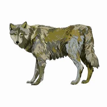 Vector illustration. Wolf. Color image. Nature animal Stock Illustration