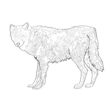 Vector illustration. Wolf. Image, black line. Stock Illustration