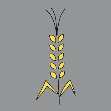 A Vector Illustration of a yellow Spikelet of wheat plant icon isolated on a イラスト素材