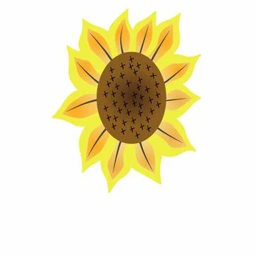 Vector illustration of yellow sunflower Stock Illustration