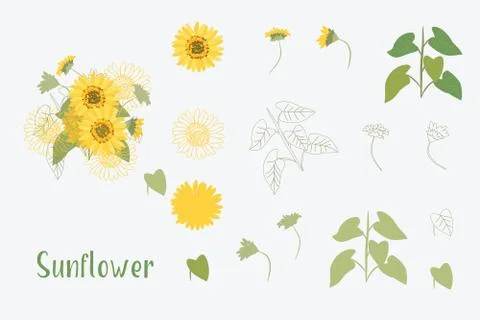Vector Illustration Yellow Sunflowers 스톡 일러스트