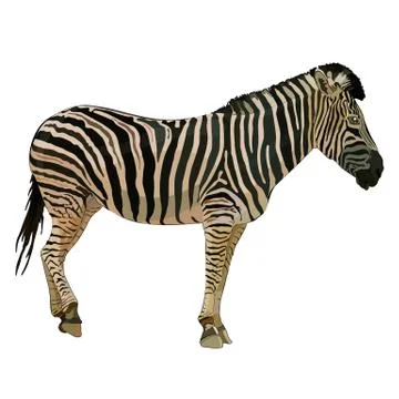 Vector illustration of zebra Stock Illustration