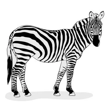 Vector Illustration Of Zebra Stock Illustration