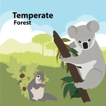 Vector illustrations  Eco style life forest Wildlife. Forest Stock Illustration