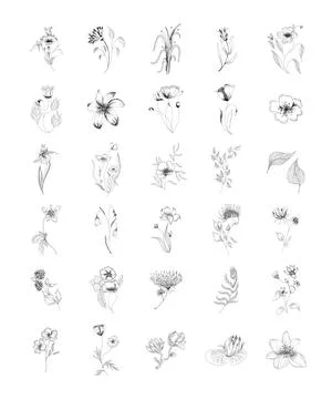 Vector illustrations Floral set flowers, leaves and branches. hand drawn design Stock-Illustration