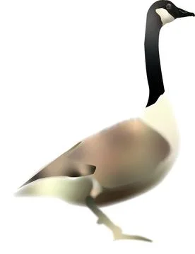 Vector Illustrations Stock Illustration