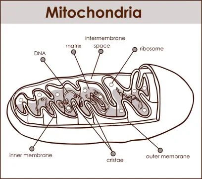 Vector illustrator of cross section of mitochondria. Illustration