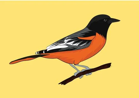 Vector Image Of American Robin Bird Stock Illustration