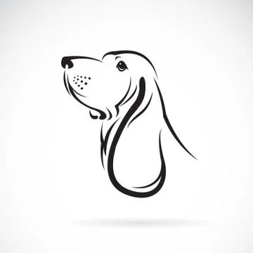Vector image of a basset hound head on white background Stock Illustration