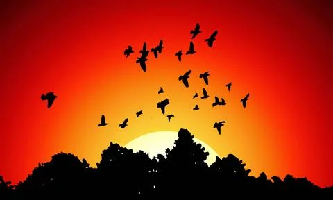 Vector image from black silhouettes of a flock doves Vector image from bla... Stock Photos