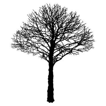 Vector image of black urban tree contour - linden Tilia cordata Vector ima... Stock Photos