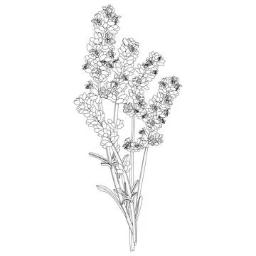 Vector image of a bouquet of several sprigs of lavender in black and white Stock Illustration