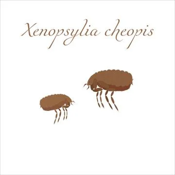 Vector image of a cartoon brown flea. Xenopsylia cheopis Illustrazione stock