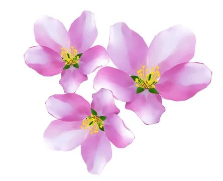 Vector image of cherry tree flowers - isolated 스톡 일러스트