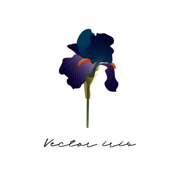 Vector image of an dark blue iris Illustrazione stock
