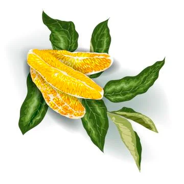 Vector image of Decorative Element with 3 orange citrus fruit tree slices and Stock Illustration