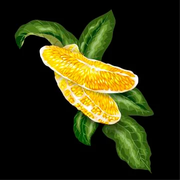 Vector image of Decorative Element with orange citrus fruit tree slice and le Stock Illustration