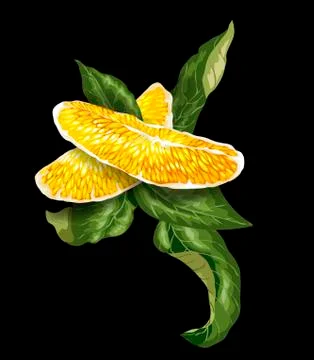 Vector image of Decorative Element with orange citrus fruit tree slice and cu Stock Illustration