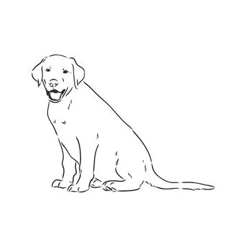 Vector image of an dog labrador on white background Stock Illustration